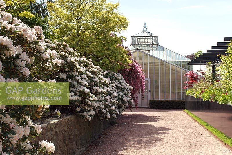 Rhododendron lined path to greenhouse at The Garden Society of Gothenburg, Sweden
