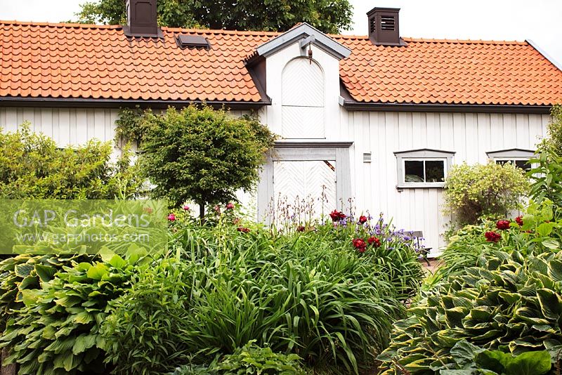Hosta and peonies in front of garden house at Gothenburg Botanical Garden, Sweden