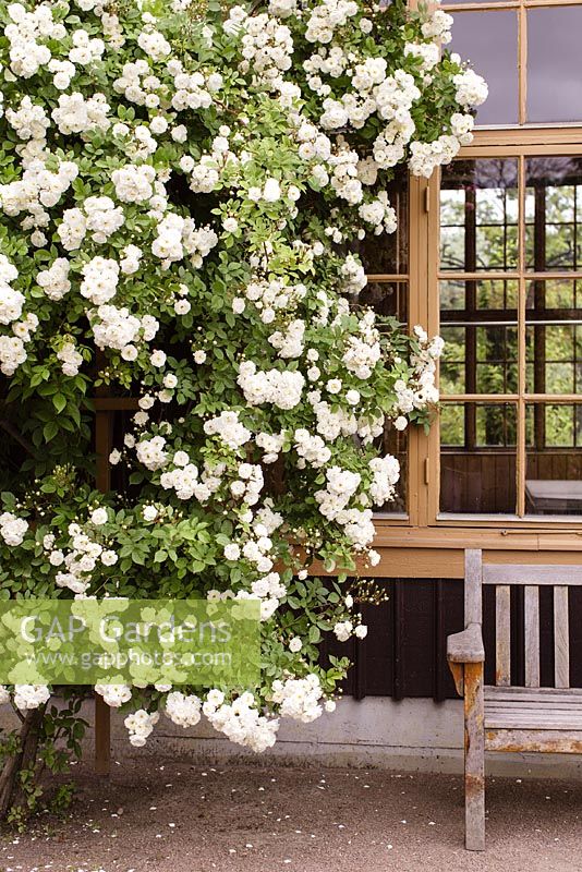 Rosa multiflora hybrid 'Gruss an Zabern' climbing rose with wooden bench