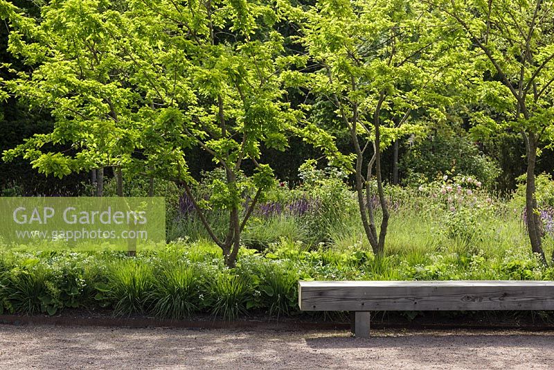 Sunlit wooden bench in front of white mulberry trees (Morus alba) in early summer  