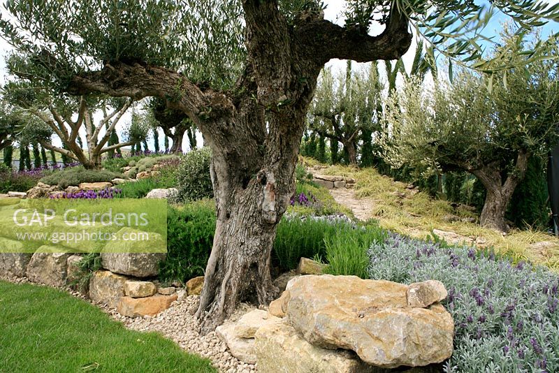 Mediterranean style garden with ancient olive trees, French lavender, rosemary and thyme and drought resistent planting. A Little Bit of Home. Villaggio Verde and Alchemy Gardens. Malvern Spring Show 2012. Silver- Gilt Medal. 