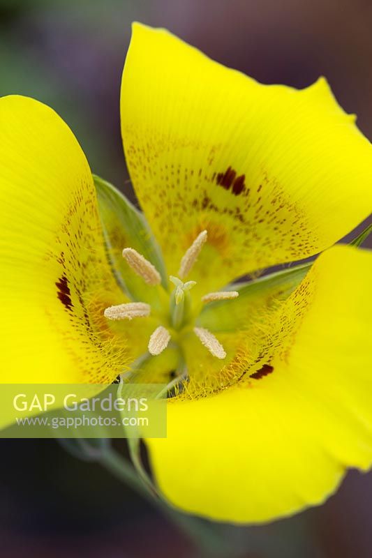 Calochortus lutes - Yellow Mariposa lily