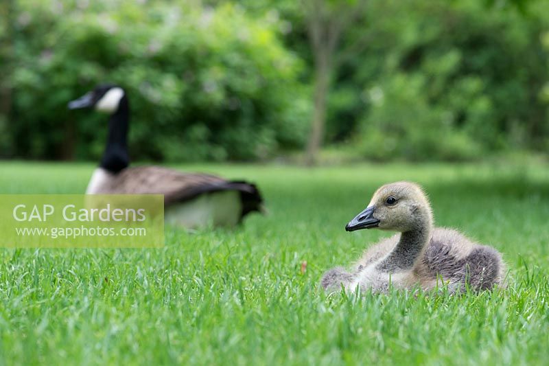 Branta canadensis - Canada Goose gosling in front of adult bird in the grass