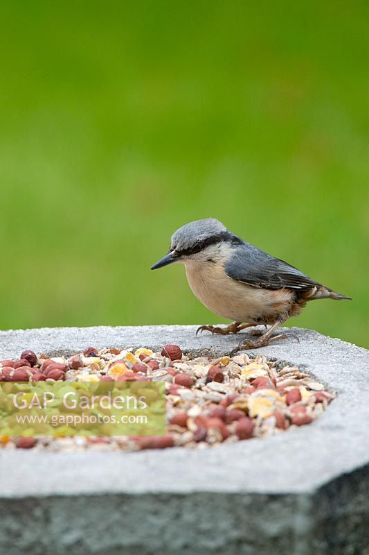 Sitta europaea - Nuthatch on stone bird table feeding on peanuts