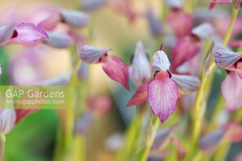 Serapias Lingua - Tongue Orchids