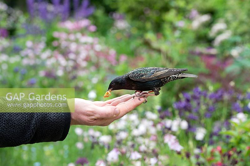 Sturnus vulgaris - Starling feeding on mealworms from a man's hand
