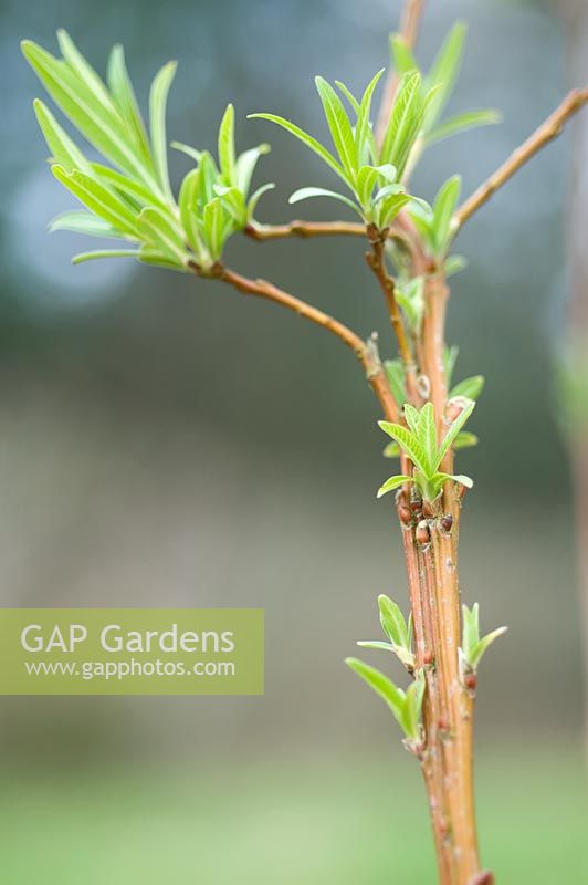 Salix udensis 'Sekka' - Dragon or Fantail Willow