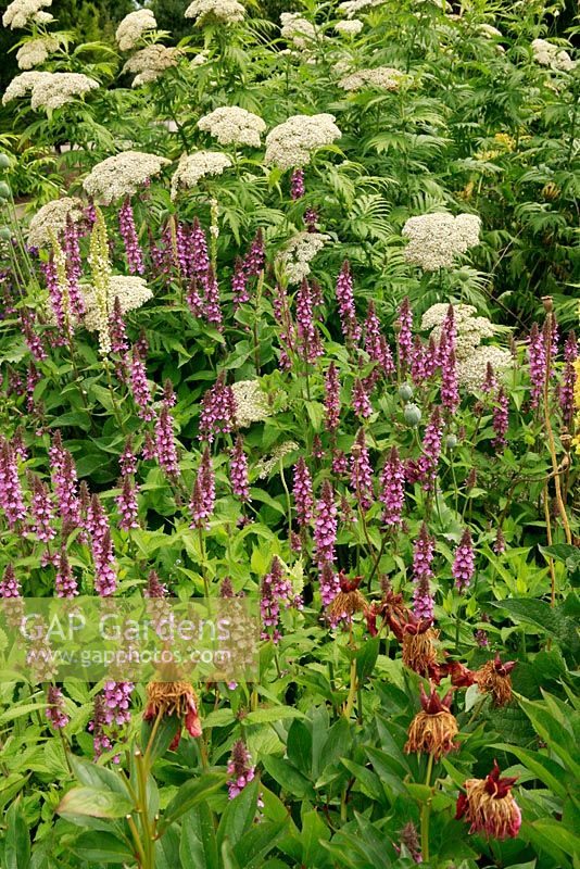 Tanacetum macrophyllum, Campanula trachelium and Stachys sylvatica, Peony seedheads in foreground