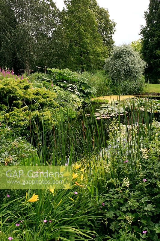 Waterside planting of Hemerocallis, Filipendula and Typha with Juniper, Gunnera and weeping silver leaved pear in the background - Dorothy Clive Garden