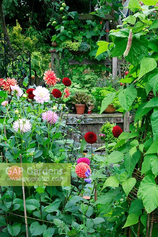 Dahlias for cutting, willow wigwam with climbing beans 'Firetongue' and sweet peas frame the view to a raised bed and seat backed by runner beans 