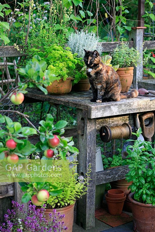 A tortoishell cat sitting on a work bench, made from salvaged oak rails as a look out post, surrounded by herbs in containers - basil, golden marjoram, parsley, cotton lavender and thyme 