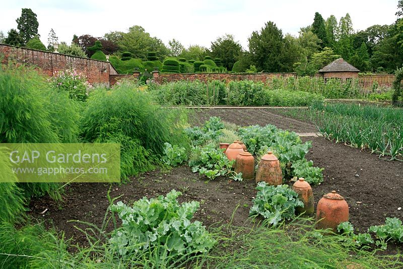 Seakale and terracotta forcing pots alongside asparagus in the newly restored kitchen garden at Tatton Park