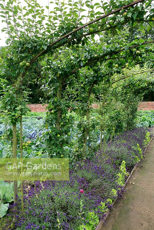 Apple arches underplanted with lavender and lettuce with cabbage and cauliflowers behind, walled kitchen garden, Tatton Park