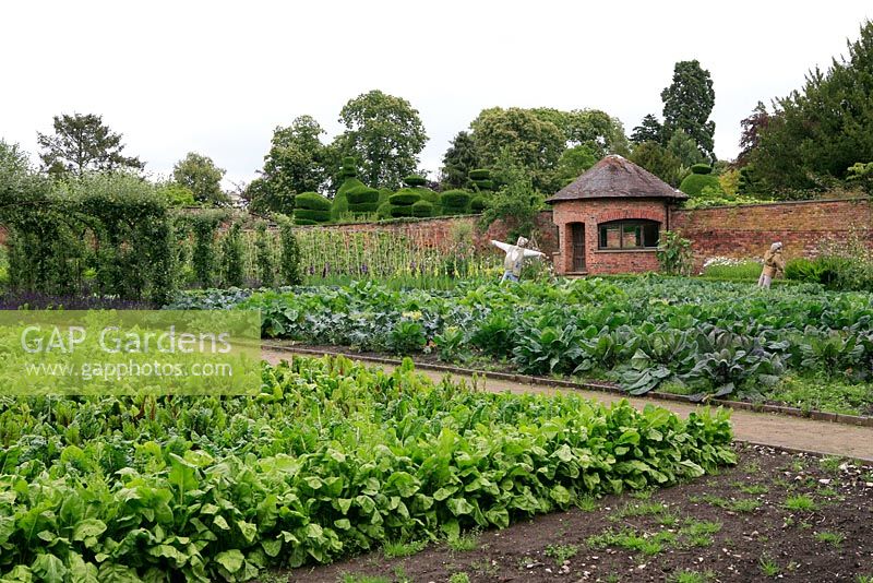Spinach, chard, cauliflowers, cabbages and brussels watched over by two scarecrows with trained apples and flowers for cutting in the background - Walled kitchen garden, Tatton Park