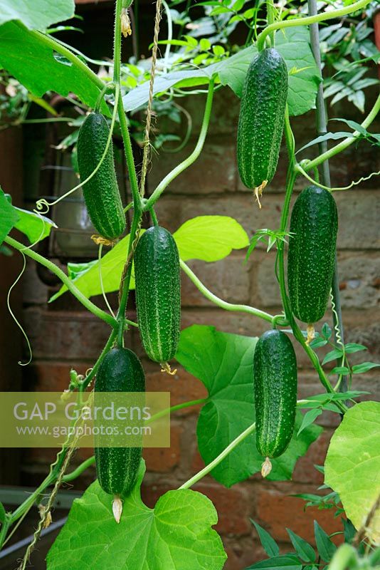 Gherkins 'Bimbo Star' growing up canes and string, ready to pick