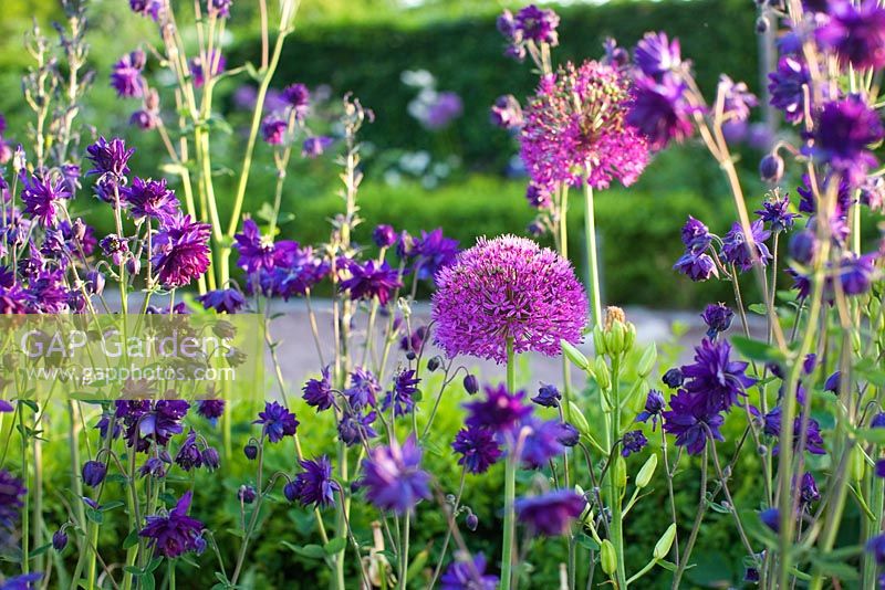 Aquilegia vulgaris x stellata 'Blue Barlow'  and Allium 'Purple Sensation'