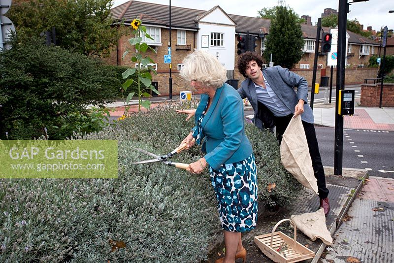 Camilla Parker Bowles as guerrilla gardener, with Richard Reynolds at the lavender field, Lambeth North