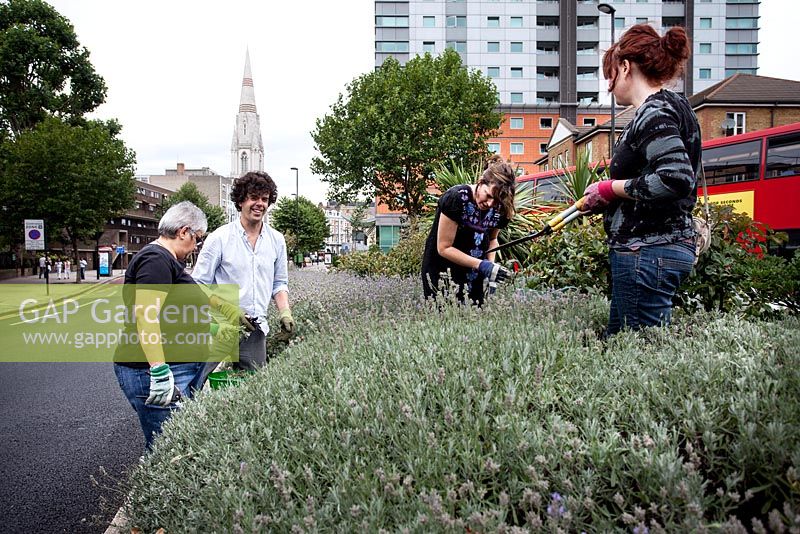 Lavender harvest with Richard Reynolds and guerilla gardeners - Lambeth North, London 
