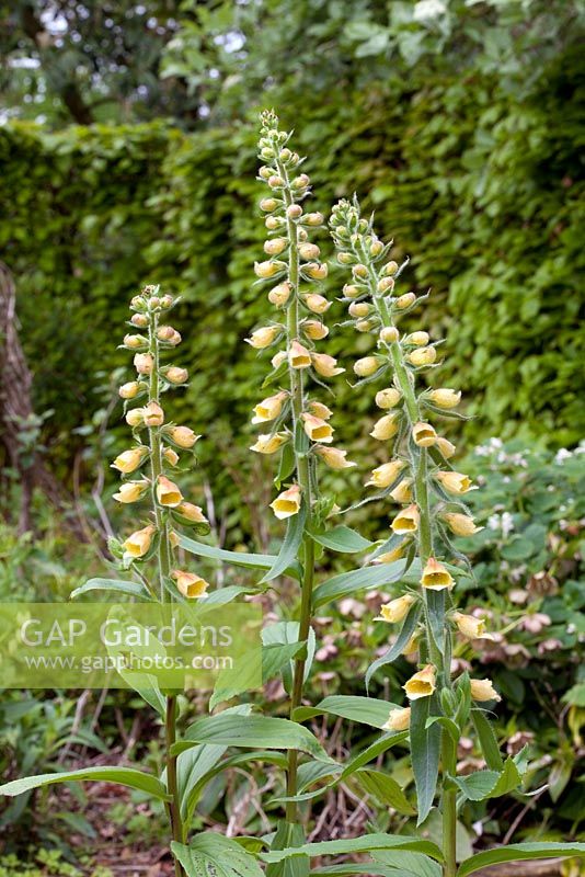 Digitalis 'John Innes Tetra'. Perennial hybrid of D. grandiflora and Lanata
