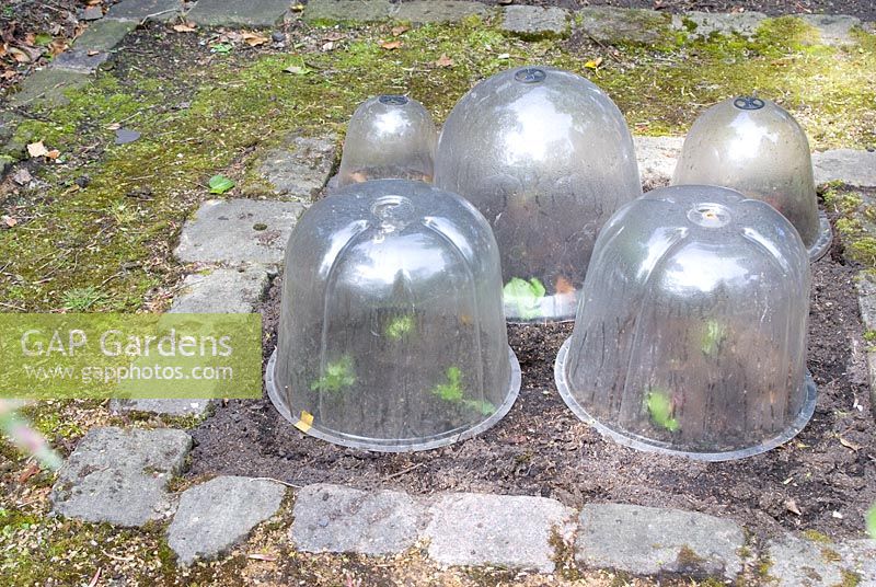 Young vegetable plants protected by ventilated, plastic cloches, in a small square bed edged by cobbles