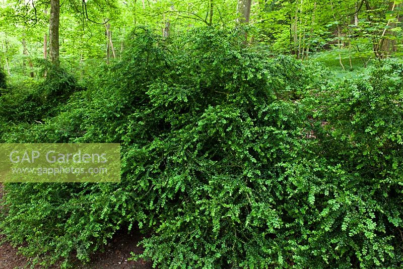 Buxus sempervirens  - Common Box growing in woodland,  Stanmer Park, Falmer, East Sussex, UK