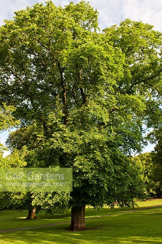 Ulmus x hollandica 'Vegeta' - Huntingdon Elm in June, Queens Park, Brighton, East Sussex, UK
 
