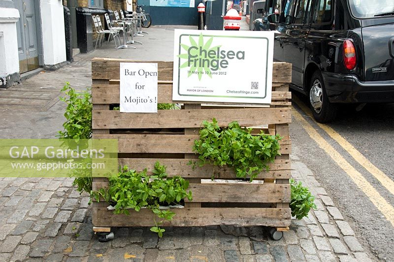 'Garden of Disorientation' - Pop-up mojito bar in a former slaughterhouse in Charterhouse Street, Smithfields, City of London where pots of Mints are displayed in pallets. The mint shown is Moroccan Spearmint.  Part of the Chelsea Fringe 2012