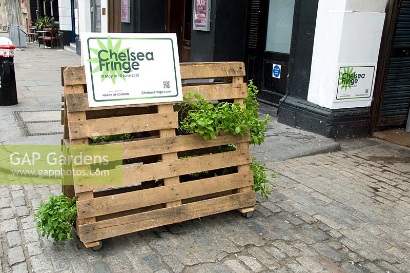 'Garden of Disorientation' - Pop-up mojito bar in a former slaughterhouse in Charterhouse Street, Smithfields, City of London where pots of Mints are displayed in pallets. The mint shown is Moroccan Spearmint  - Chelsea Fringe Festival, London 2012