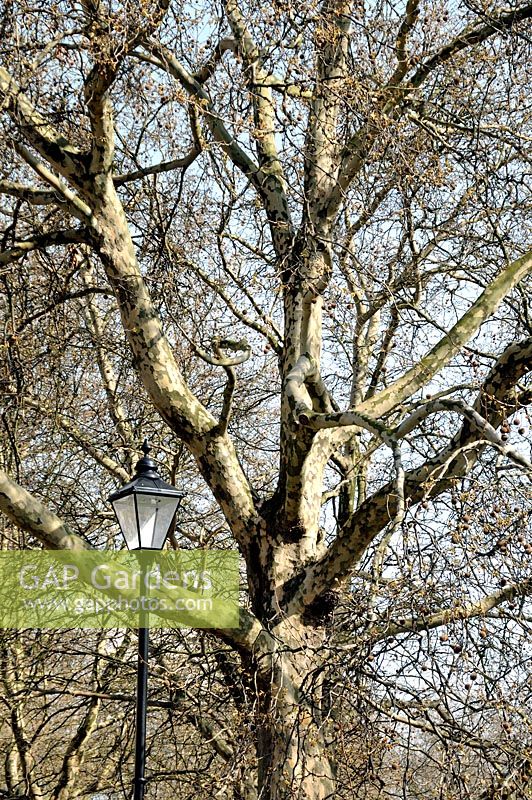Platanus x hispanica - London Plane tree in it's classic urban habitat with ornate lamp post, Highbury Fields, London Borough of Islington 