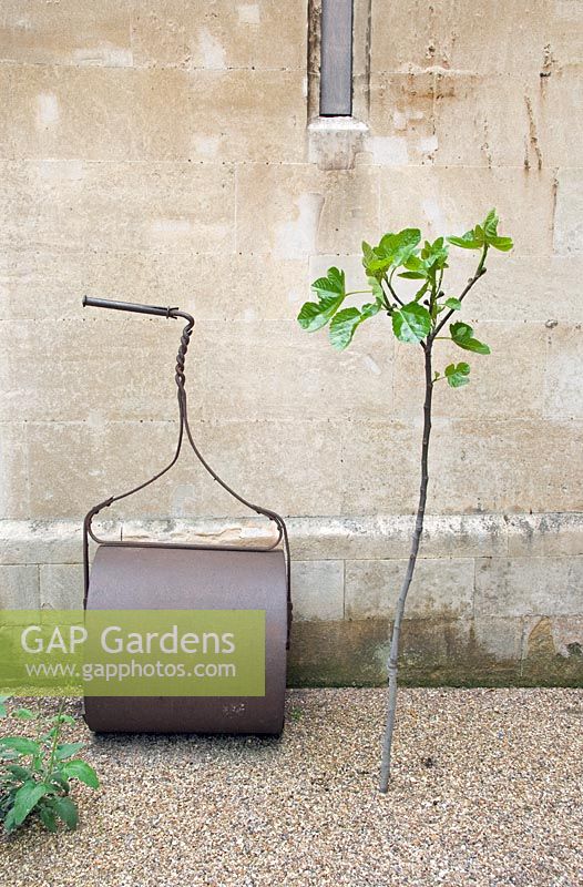 Vintage cast iron grass or garden roller leaning up against wall alongside newly planted Ficus - Fig tree
