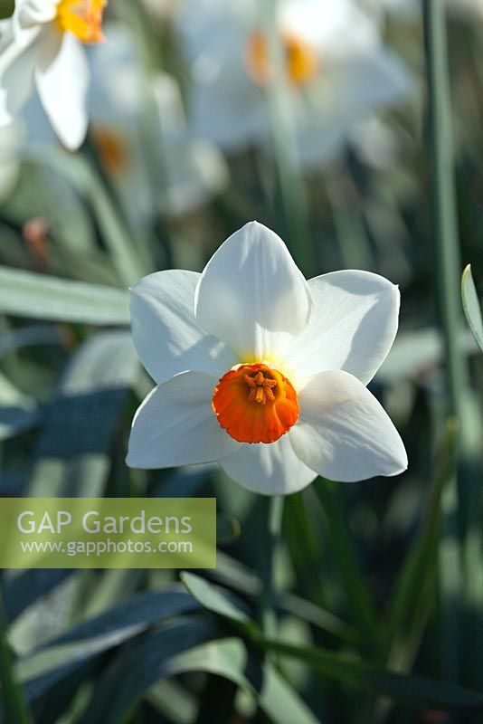 Narcissus 'Aintree'
