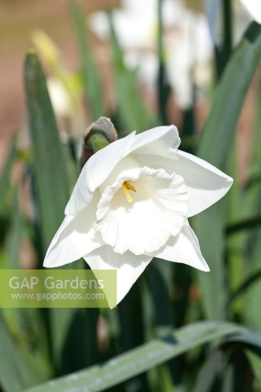 Narcissus 'Broadland'