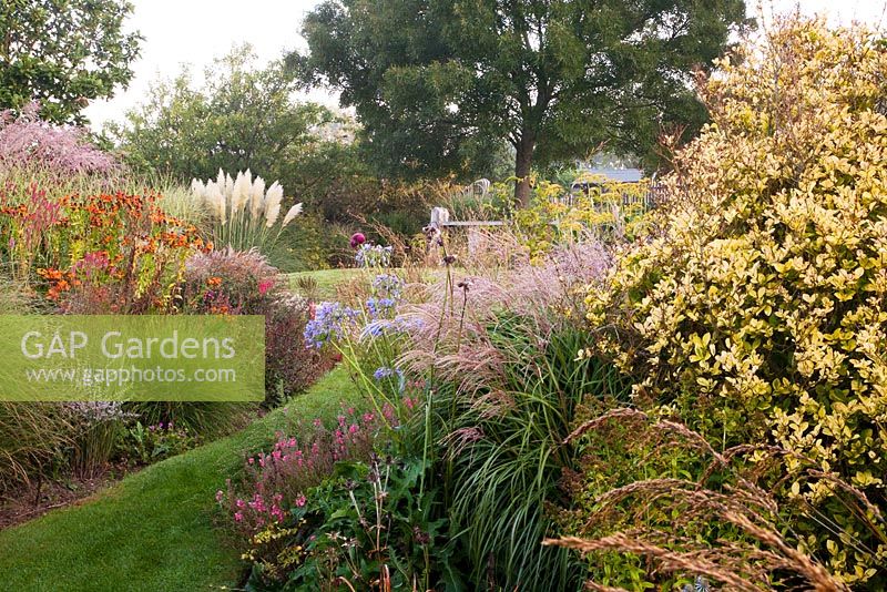 Eucomis comosa 'Sparkling Beauty', Cortaderia selloana 'Pulia', Heleniums, Agapanthus and Bupleurum in the main garden - Marchants Hardy Plants Nursery, Sussex
