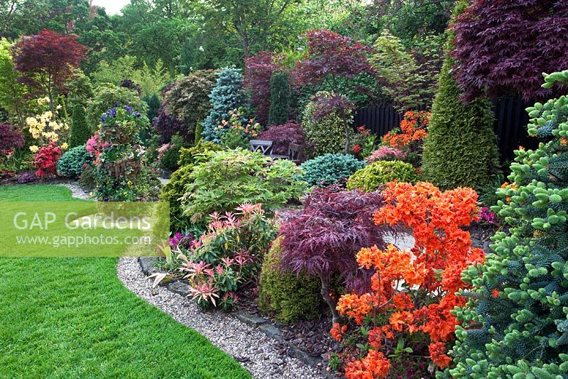 Colourful oriental themed borders of conifers, Azaleas and Acers - Four Seasons Garden, Walsall