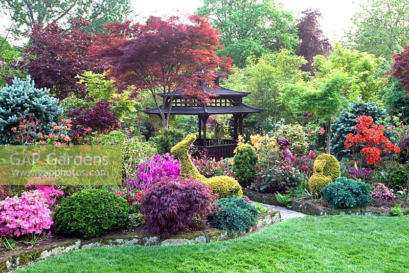 Oriental themed garden with borders of conifers, Pieris, Azaleas and Acers with animal shaped topiary and tea house - Four Seasons Garden, Walsall 
 