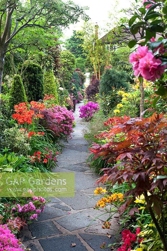 Path through colourful borders of conifers, Camelias, Azaleas and Acers - Four Seasons Garden, Walsall 
 