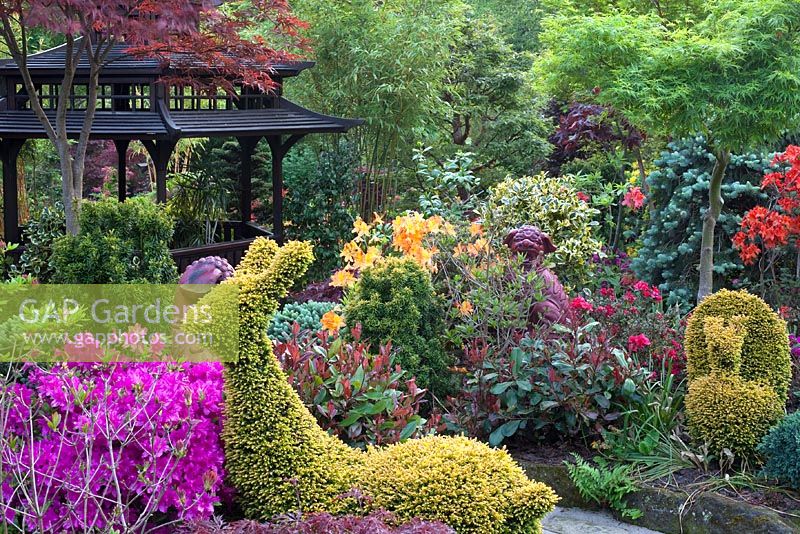 Colourful oriental themed garden with conifers, Pieris, Azaleas and Acers with animal shaped topiary - Four Seasons Garden, Walsall 