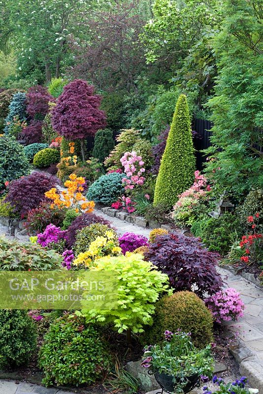 Path through oriental themed garden with conifers, Azaleas, Acers - Four Seasons Garden, Walsall 
