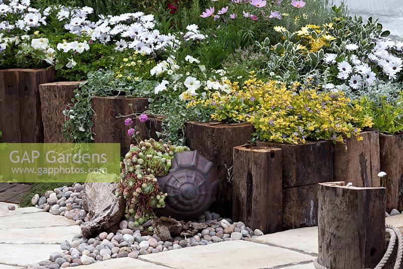 Cosmos, Osteospermum, Sedums in border with railway sleepers and pebbles - 'Westhaven School by the Seaside' - RHS Malvern Spring Gardening Show 2011