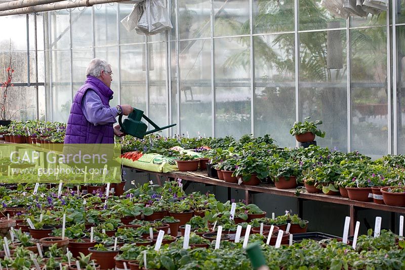 Clive Groves watering Violas - Violets at Grove Nursery, Dorset