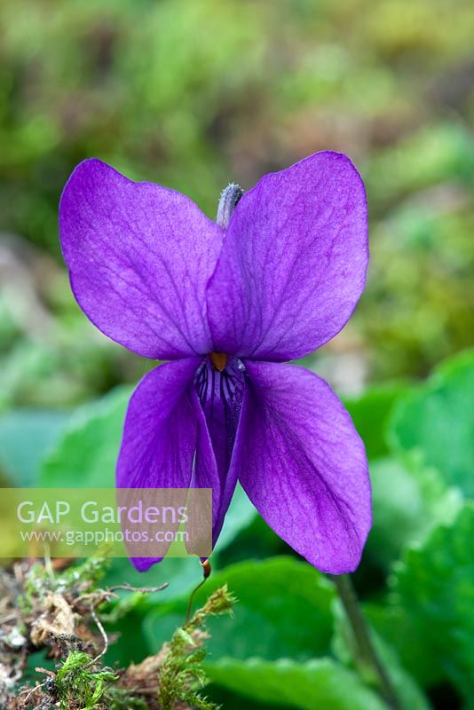 Viola odoata 'Baroness de Rothschild' - Violets at Grove Nursery, Dorset