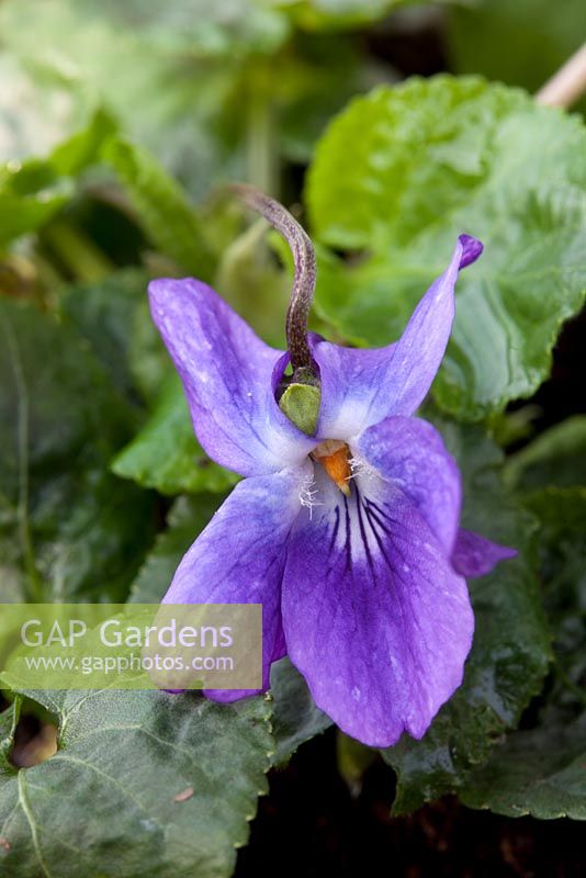 Viola odorata 'Fe Jalueine' - Violets at Grove Nursery, Dorset