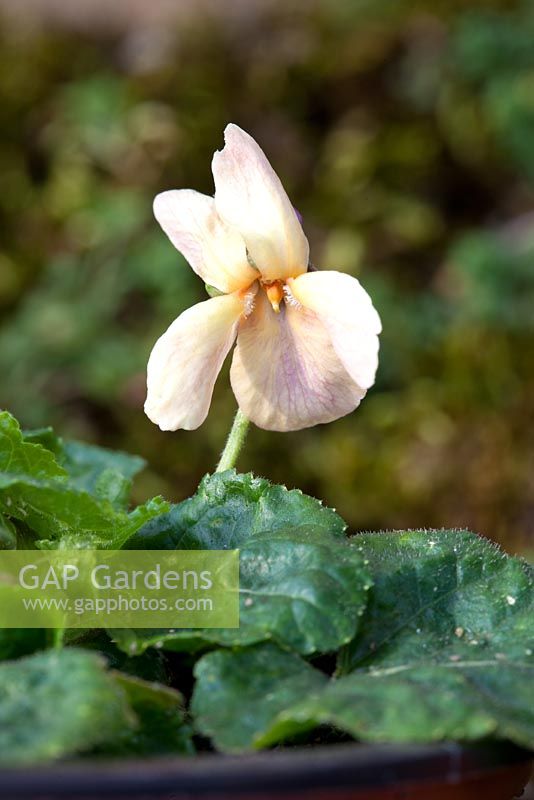 Viola odorata sulpher crepesule - Violets at Grove Nursery, Dorset