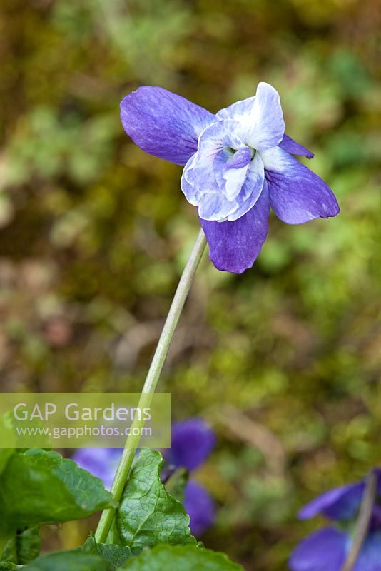 Viola odorata - Violets at Grove Nursery, Dorset