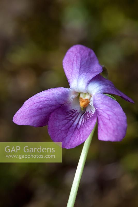 Viola odorata 'Dawnie' - Violets at Grove Nursery, Dorset
 