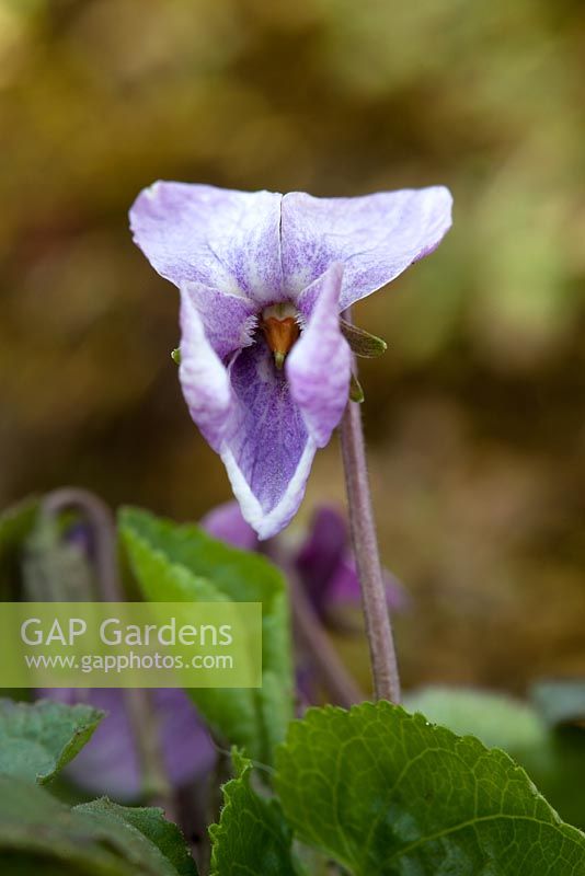 Viola odorata 'Francis Lee' - Violets at Grove Nursery, Dorset
 