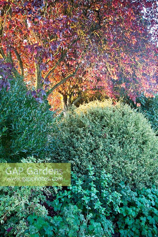 Prunus cerasifera glowing in autumn sunlight amongst mature evergreen shrubs including Buxus sempervirens 'Elegantissima' and perennials - Coates Manor, Sussex