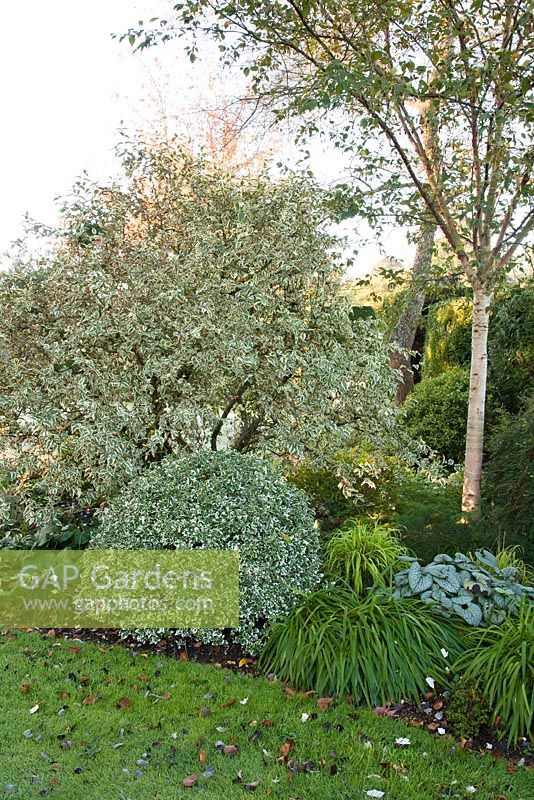Evergreen variegated planting for winter interest. Coates Manor, Sussex
