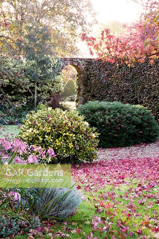 Liquidambar styraciflua 'Worplesdon' leaves in autumn with borders of mature evergreen shrubs and Nerine. Coates Manor, Sussex