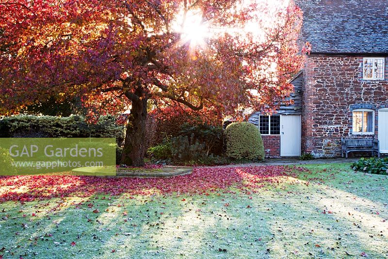 Liquidambar styraciflua 'Worplesdon' in autumn alongside manor house. Coates Manor, Sussex